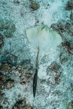 Stingray on the reef