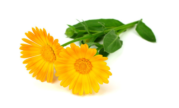 Common Marigold (Calendula Officinalis) Medicinal Flower Herb Plant. Isolated on White Background. Also Ruddles, Pot or Common or Scotch Marigold.