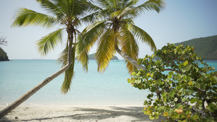 Background Plate of Palm trees and plants on the St John's beach