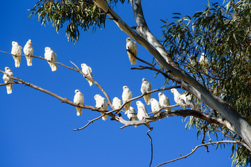 Flock of white corellas, Cacatua sanguinea perched in gum tree, Australia