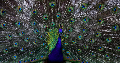 Obraz premium Peacock Plume