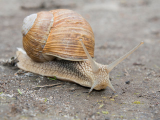 Grapevine snail. 