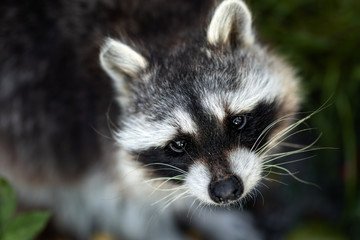 Waschbär / Racoon © Harald Schindler