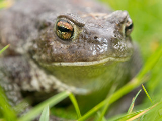 Big toad.