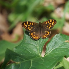 great brown butterfly