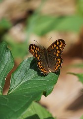 Obraz na płótnie Canvas brown butterfly