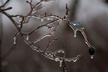 trees and branches covered with snow and hoarfrost on a white background