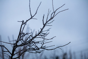 trees and branches covered with snow and hoarfrost on a white background