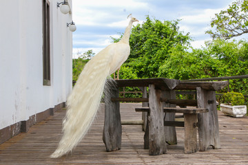 Peacock beatiful natural 
