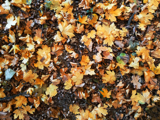 Fallen leaves with acorns on the ground background