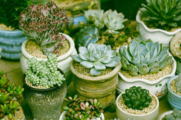 Succulent plants set backgruond