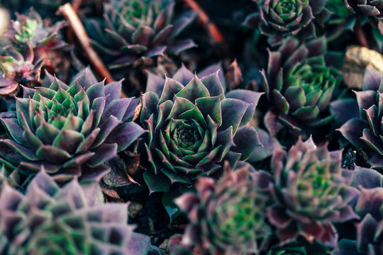 Artichoke Background