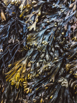 Study of Seaweed Clinging to Rocks