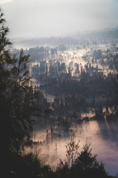An overhead view of a foggy forest at dawn