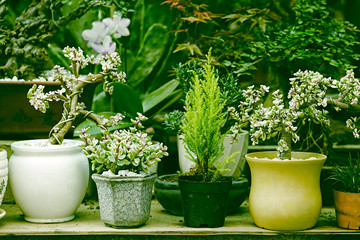 Succulent plants set backgruond