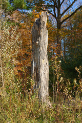 Fall in Barrie, Ontario