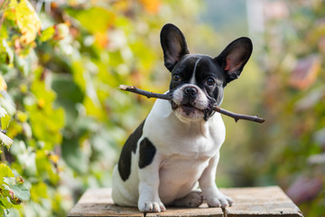 young french bulldog