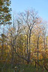 Fall in Barrie, Ontario