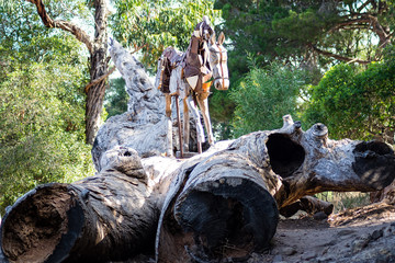 A beautiful day in forest in Rmilate forest in summer