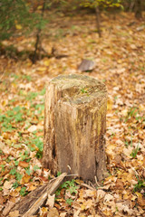Fall in Barrie, Ontario