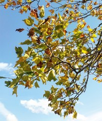 Fall Leaves 