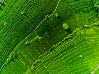 Aerial view of the rice field on the island of Bali, Indonesia