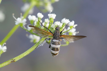 Parasitic fungus  turns fly into a zombie