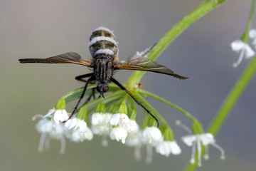 Parasitic fungus  turns fly into a zombie