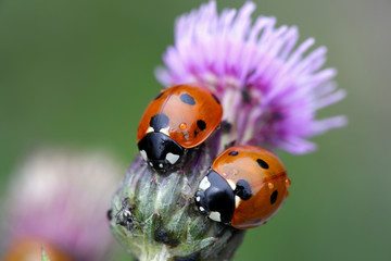 Ladybirds hunting aphids