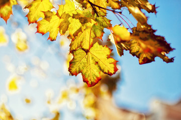 Goldener Herbst