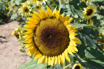Pretty Sunflower