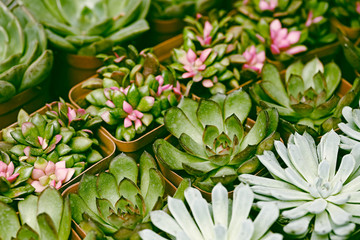 Succulent plants set backgruond