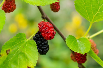 Approach of a branch of a blackberry plant.