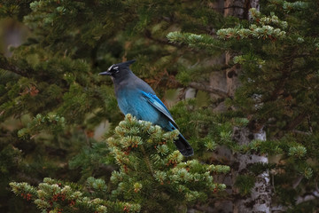 Steller's Jay Bird