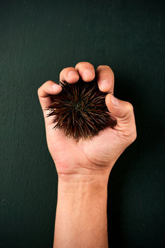 Sea urchin