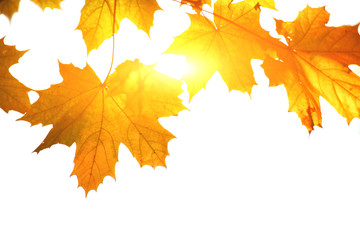 Goldener Herbst auf weissem Hintergrund
