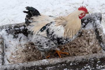 Chickens and a rooster in the courtyard of the courtyard. Winter snow. The concept of tasty and healthy ecological food produced on the farm.