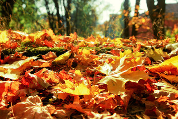 Goldener Herbst