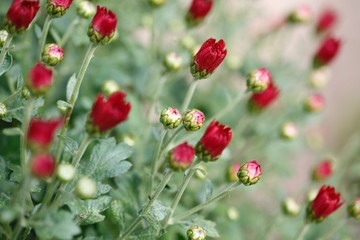 Chrysanthemum buds in th floral garden