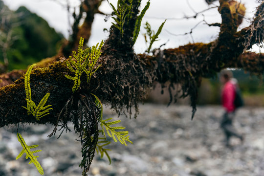Plants growing off a tree trunk