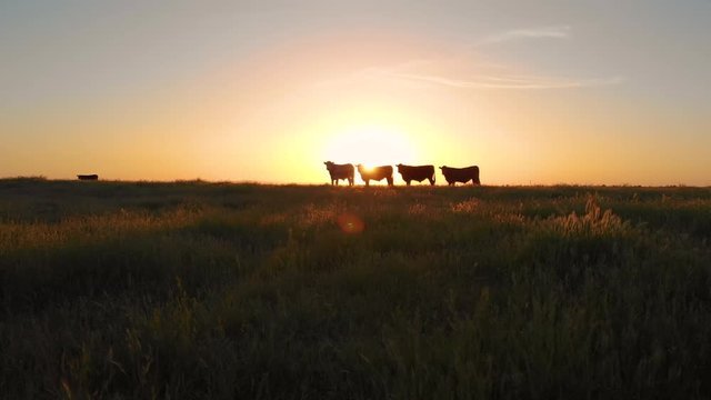 AERIAL, LENS FLARE: Herd of cows grazing in the vast green pasture on a beautiful summer evening. Idyllic morning sunbeams shine on a group of cows standing in the grassy countryside of California.