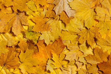 Naklejka na ściany i meble Yellow autumn maple leaves background. Warm colors of autumn.