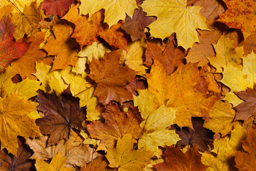Colorful background of autumn maple leaves. Warm colors of autumn.