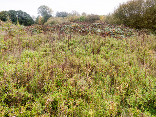 Fototapeta na wymiar autumn dying back green foliage hedge bushes landscape nature
