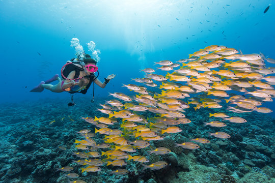 A female diver swimming with school of snapper