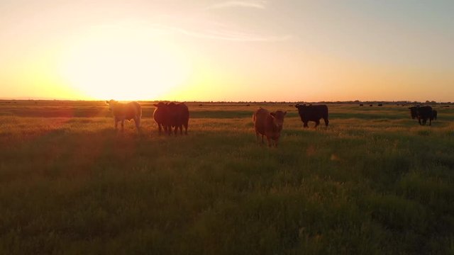 AERIAL, LENS FLARE: Flying close to cattle grazing in the vast pasture close to their ranch at picturesque summer sunrise. Cinematic view of a herd of cows scattered across the idyllic countryside.
