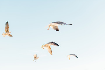 Seagulls in the sky