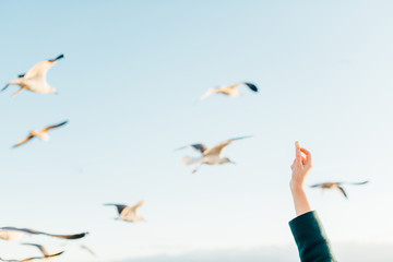 hand feeding seagulls 