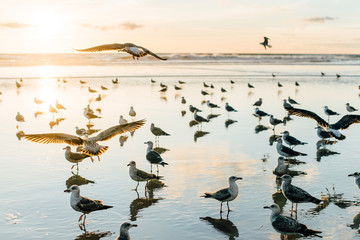 Seagulls at the beach at sunset, pastel tones, background