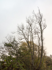 Obraz na płótnie Canvas beautiful bare trees high in sky autumn landscape nature